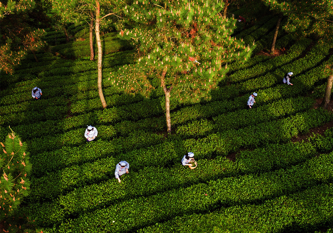 茶葉品牌商標取名大全集-探鳴起名網.jpg